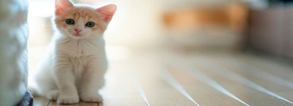 как избавиться от кошачьего запаха - статьи. Клининговая компания Клининг Партнер